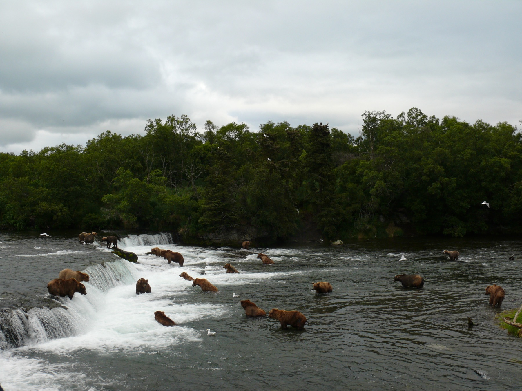 A large group of brown bears at Brooks Falls