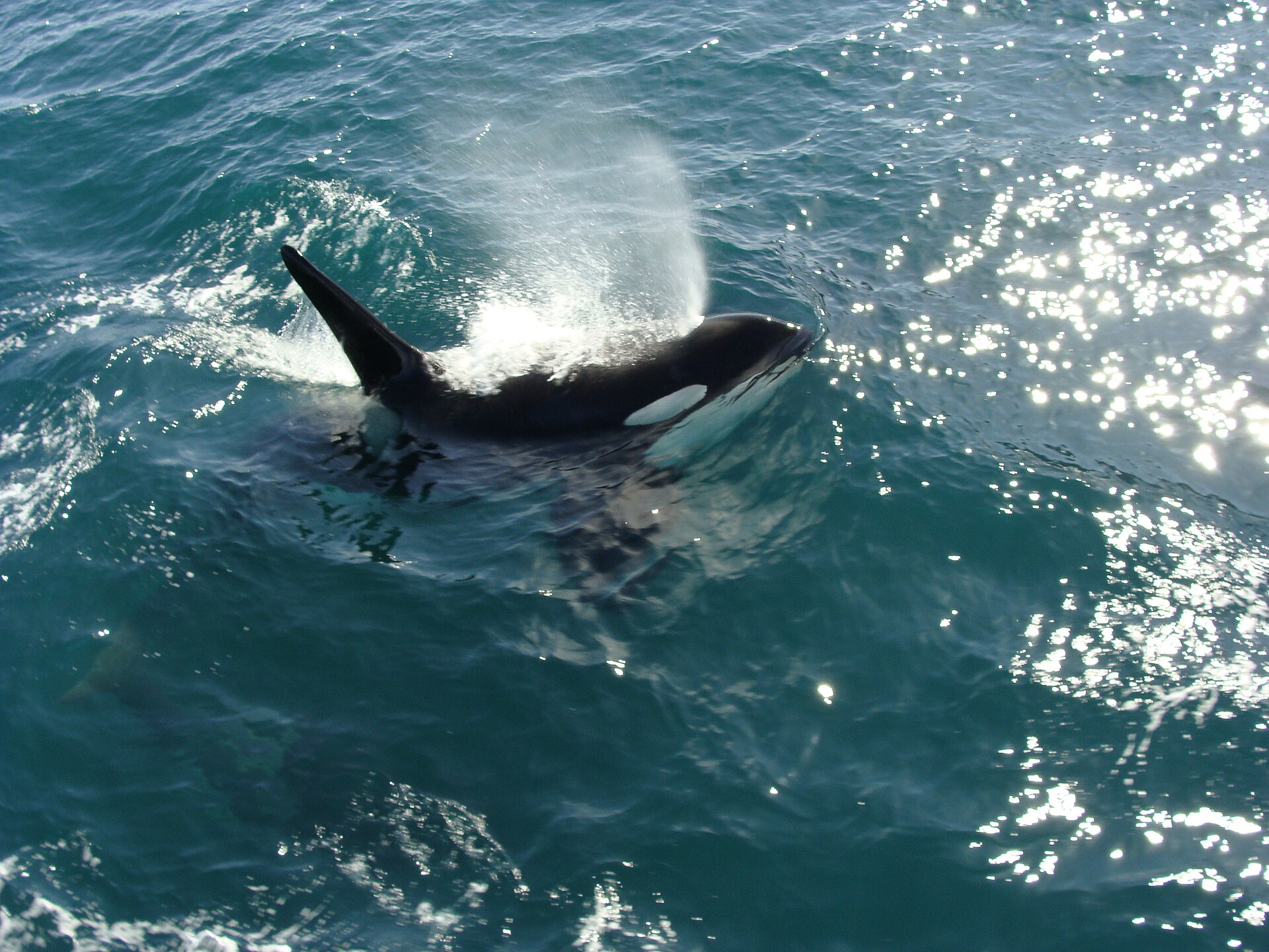 An orca surfacing in the waters near Kenai Fjords