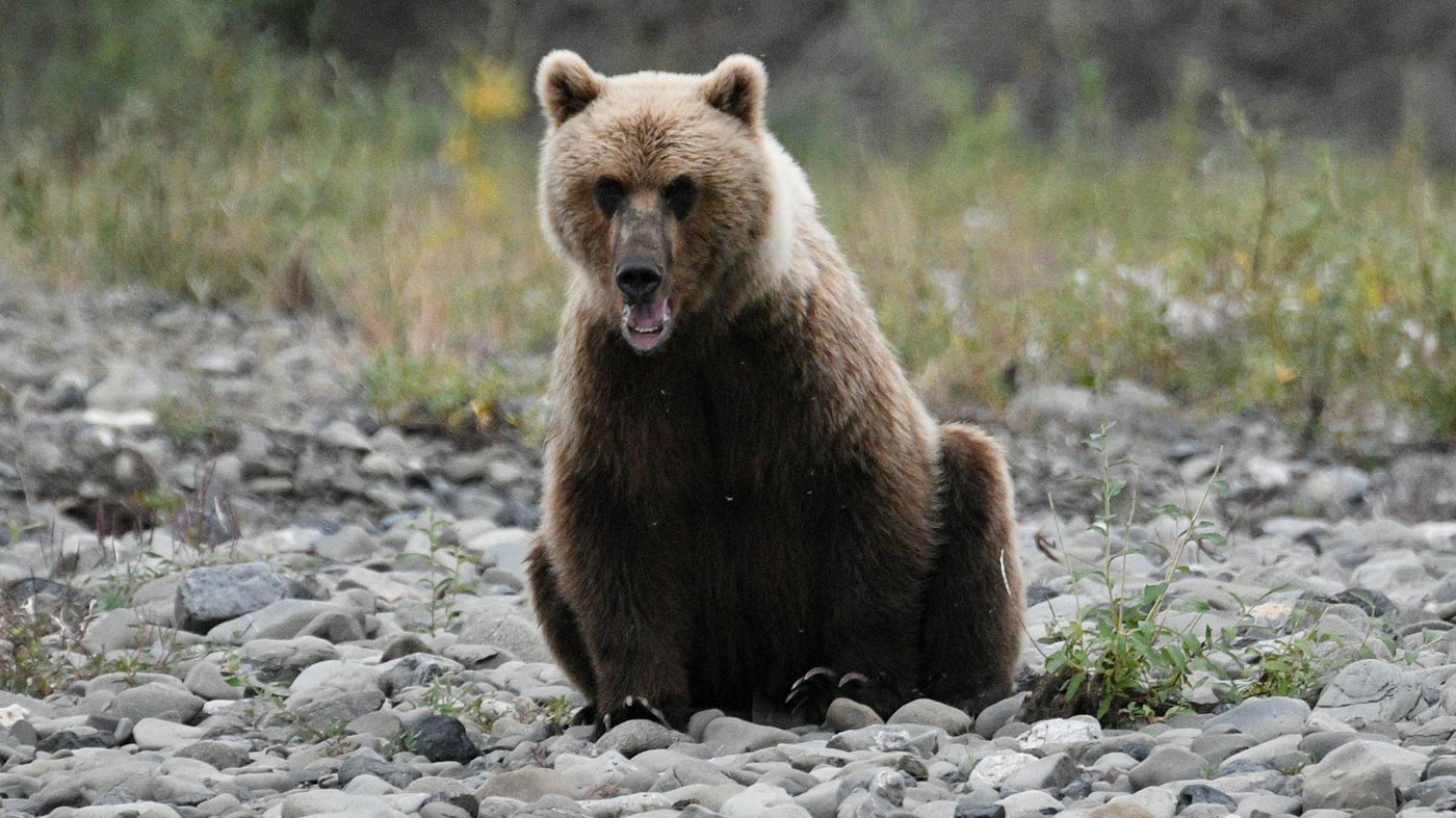 A grizzly bear standing in the grass in Kobuk Valley country