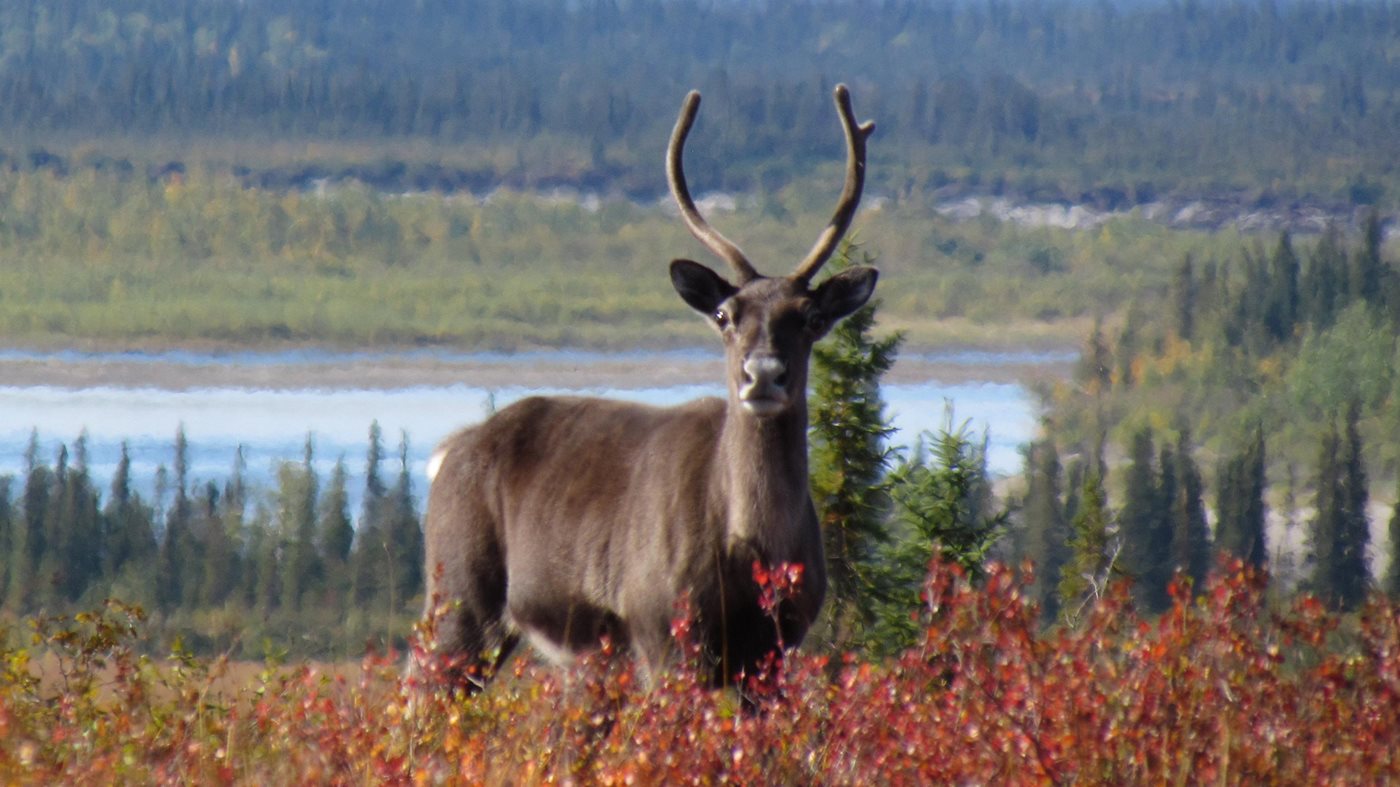 Caribou standing on a tundra hill near Onion Portage