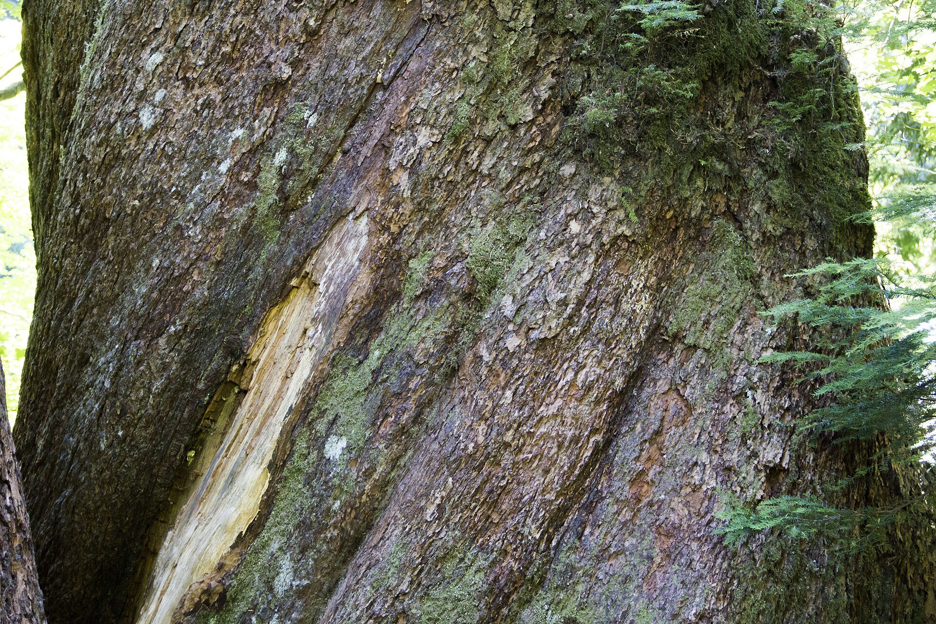 Old-growth forest along the Grove of the Patriarchs trail
