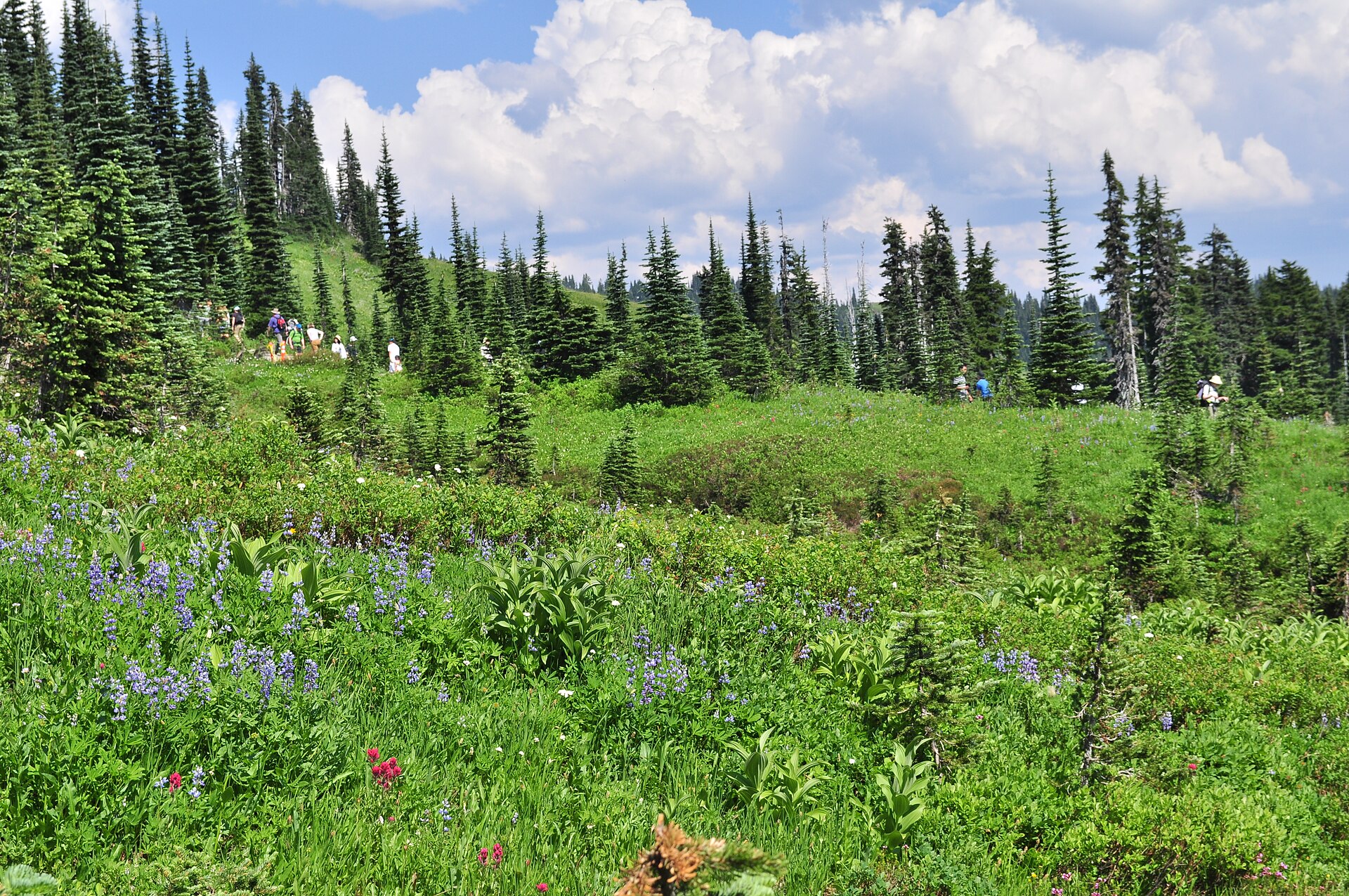 The Skyline Trail crossing Paradise meadows below Mount Rainier