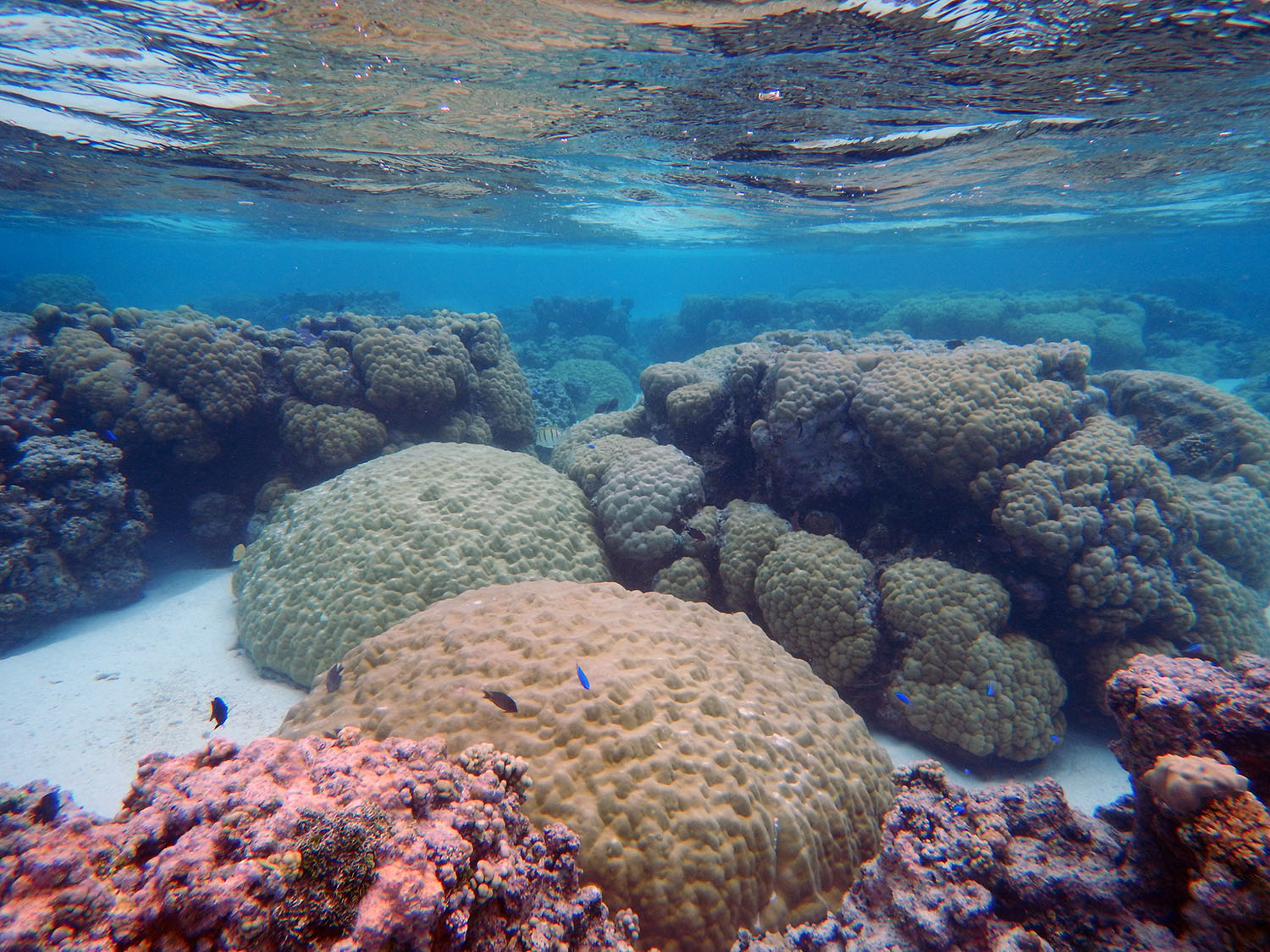 Porites and Acropora corals in clear American Samoa reef water