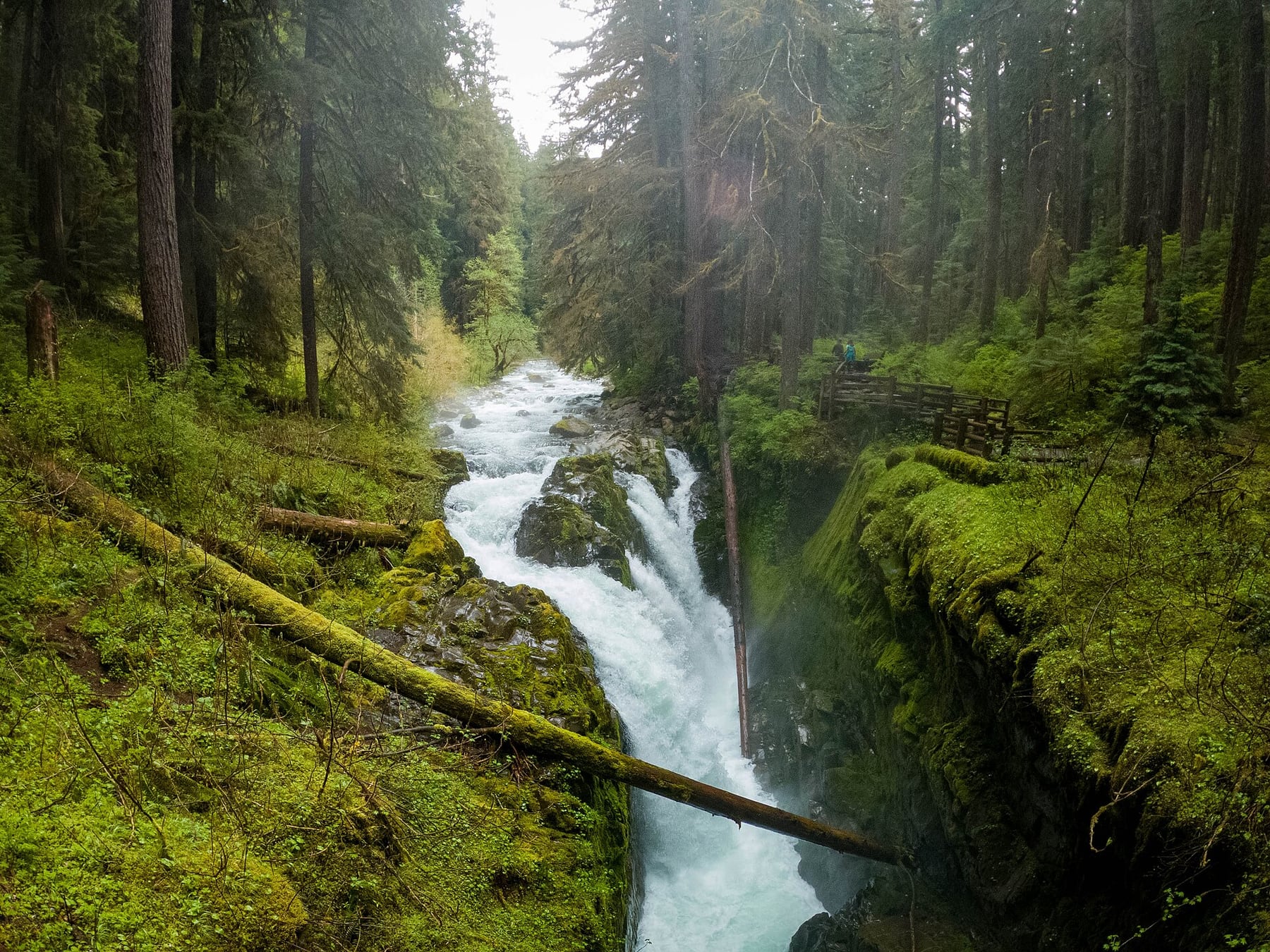 Sol Duc Falls dropping through green forest in Olympic National Park
