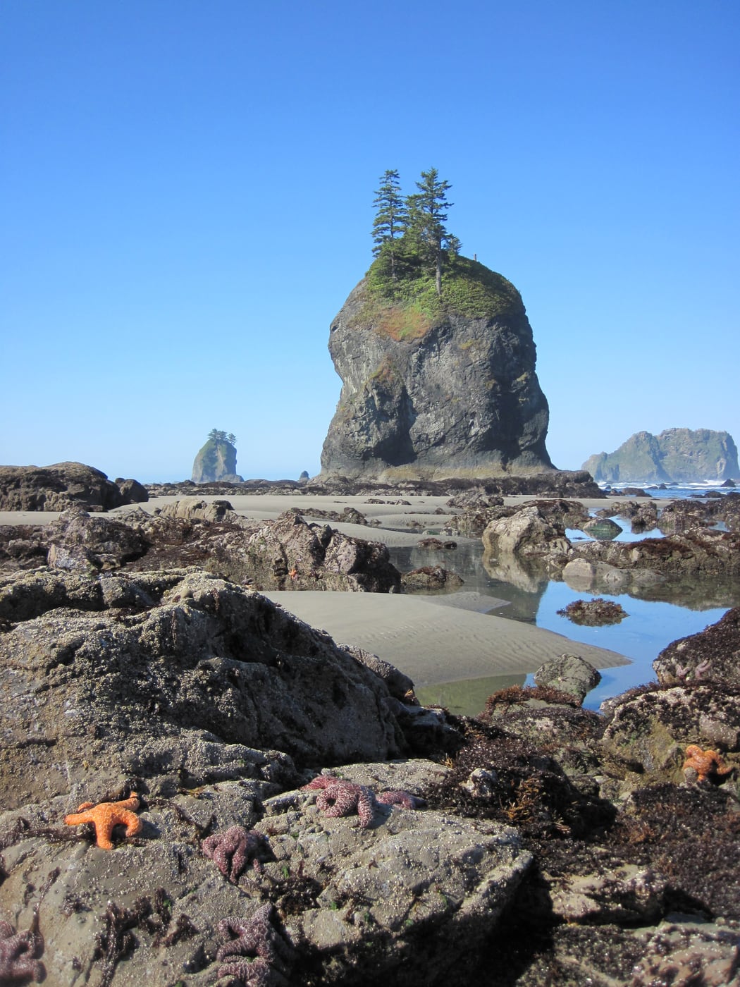 Orange sea stars in Olympic coast tide pools