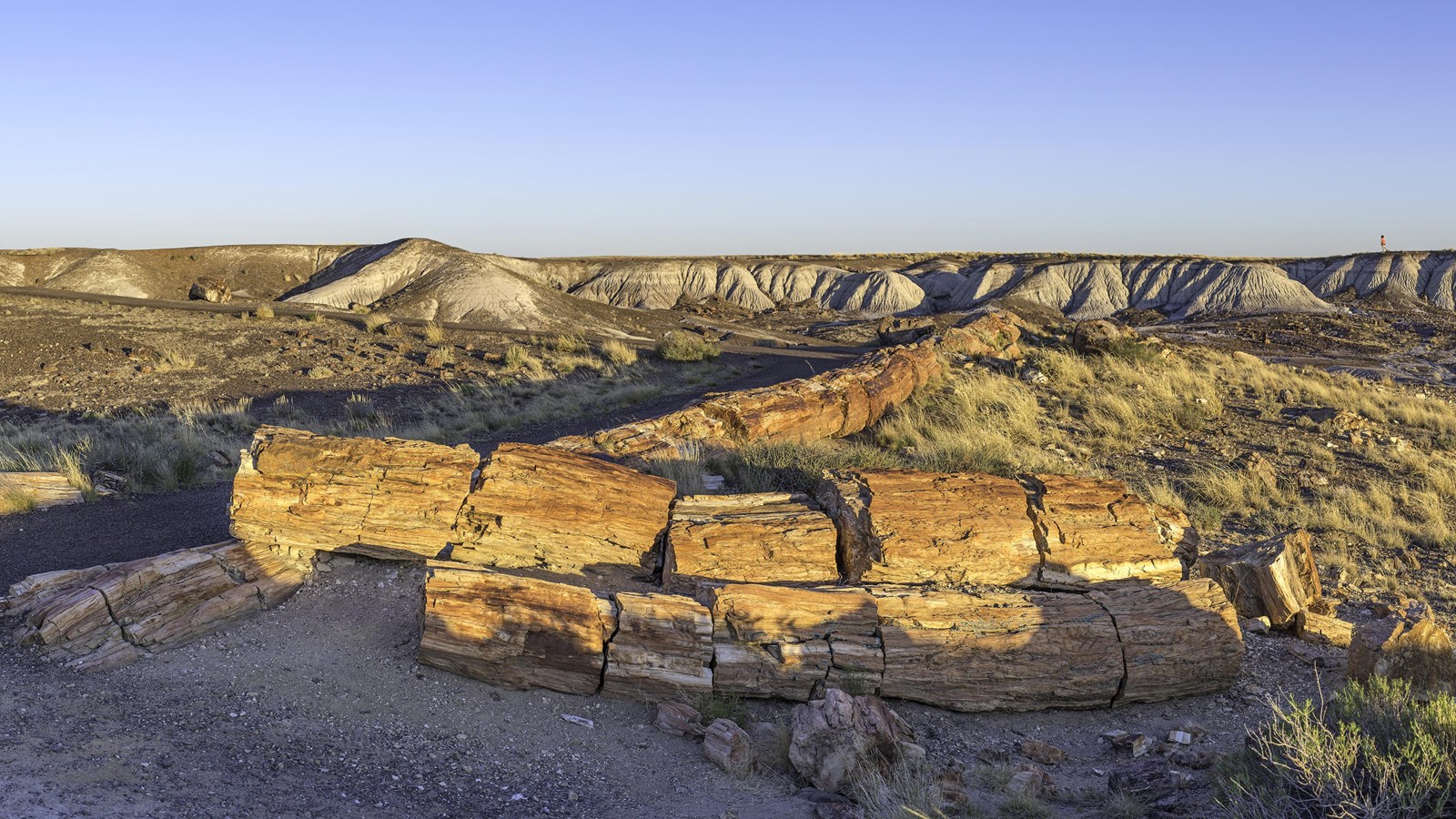 Petrified logs along Crystal Forest Trail