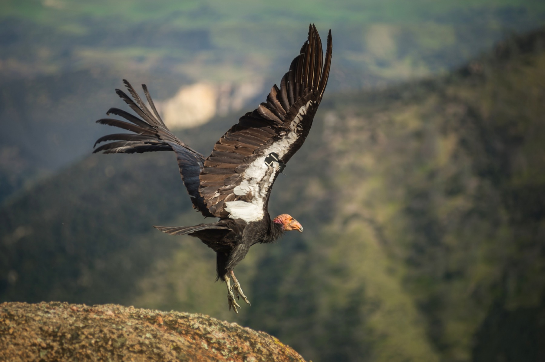 A California condor taking off from a rock