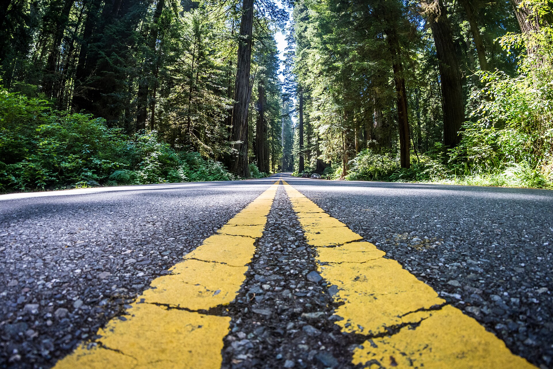 Newton B. Drury Scenic Parkway passing through dense redwood forest