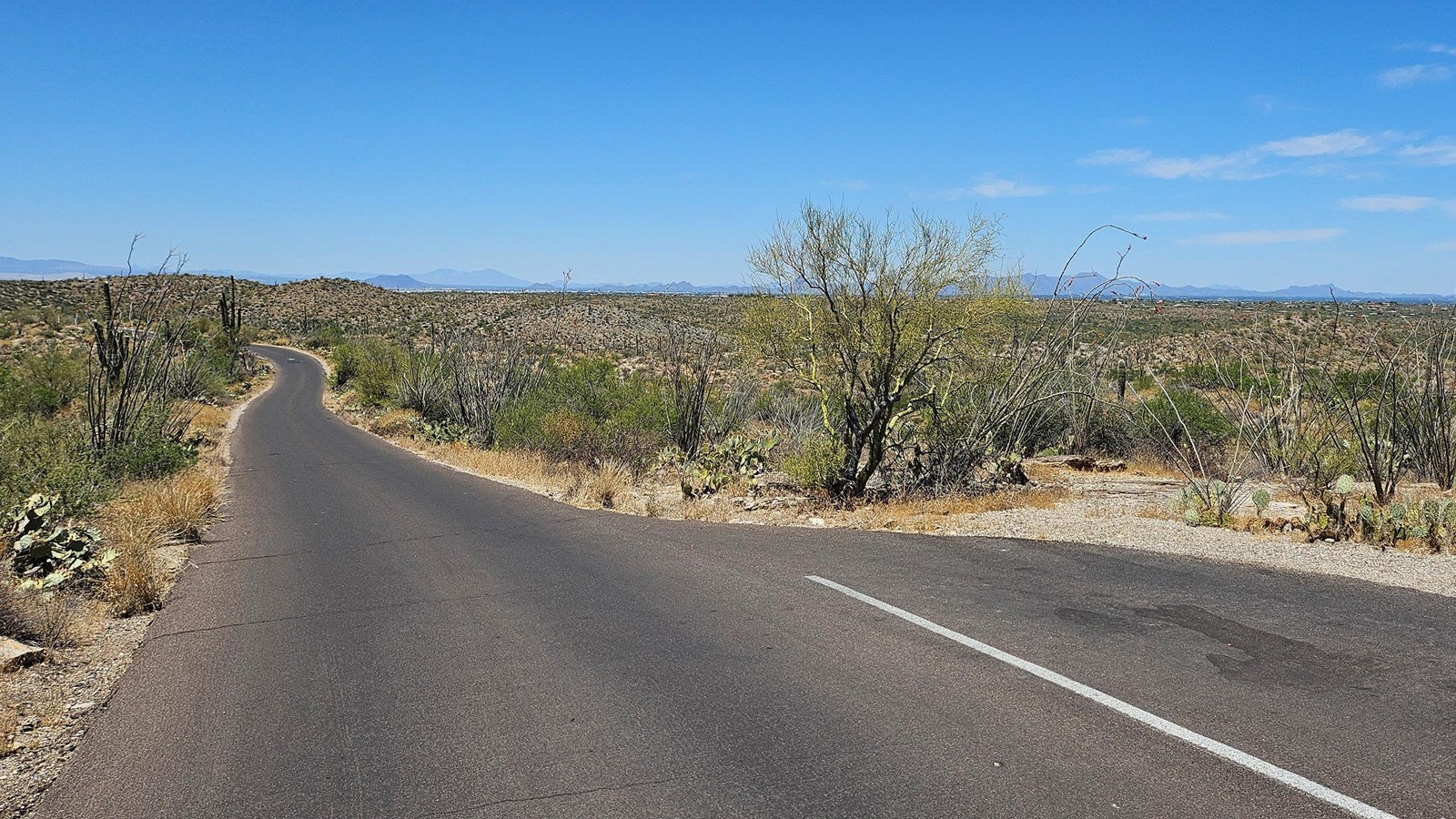 Cactus Forest Drive through saguaros and desert shrubs