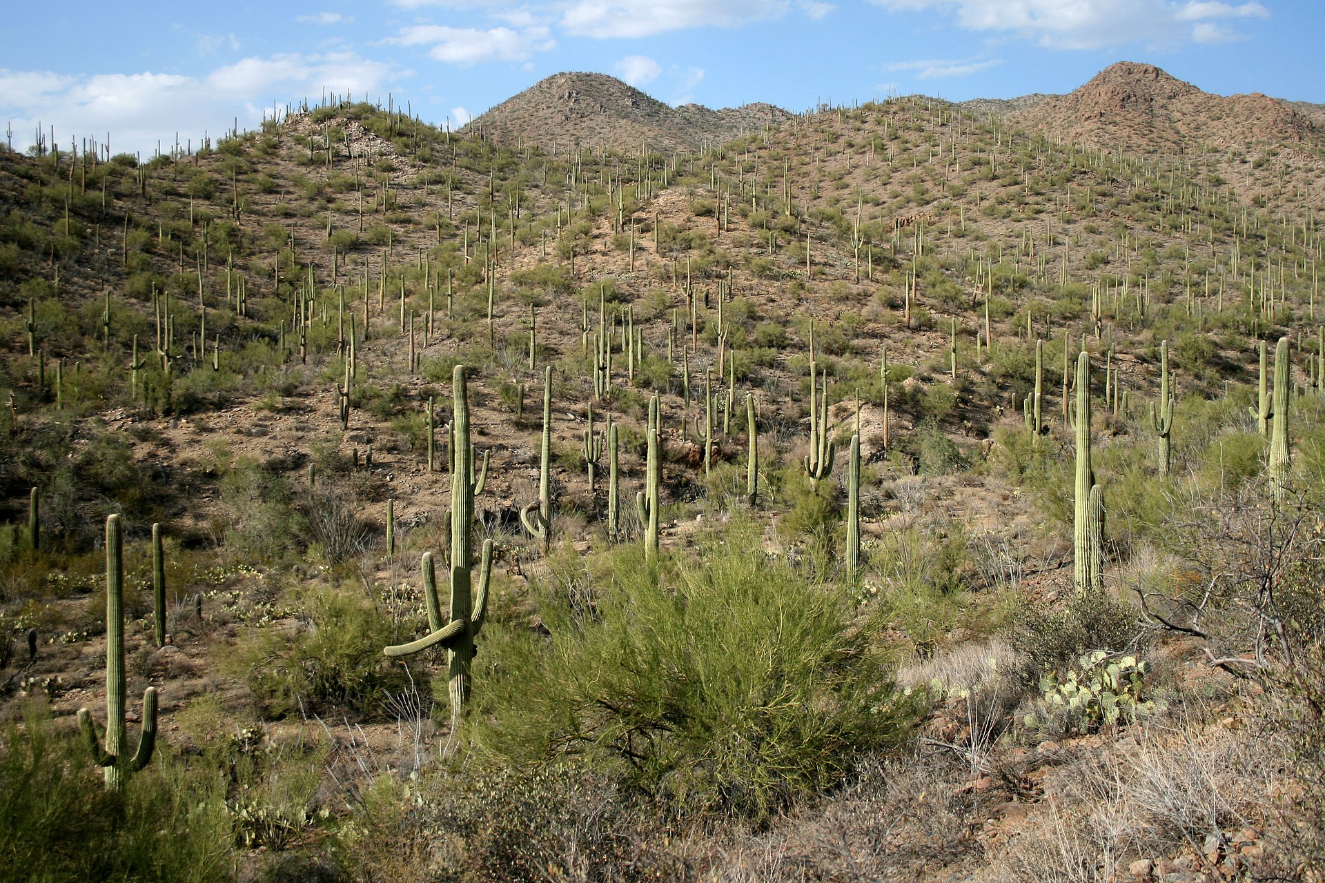 Tall saguaro cactus filling the Sonoran Desert floor