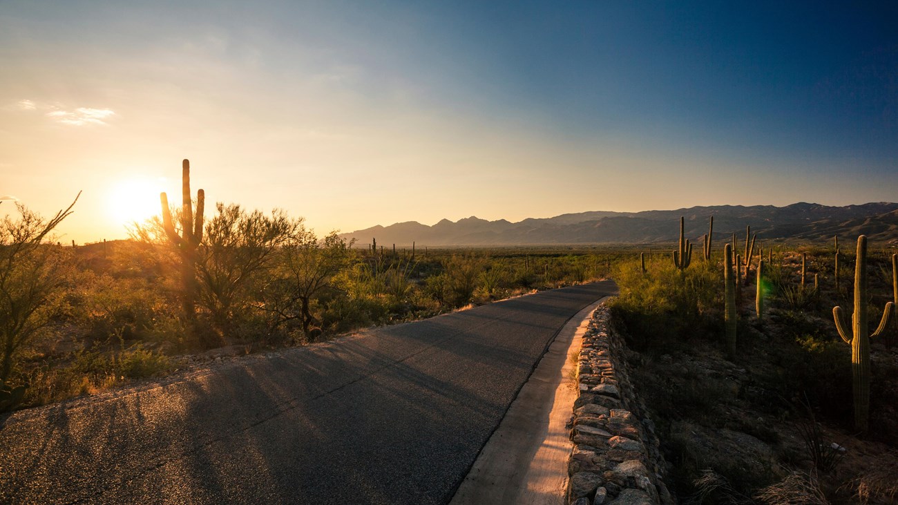 Saguaro-filled desert in the Tucson Mountain District