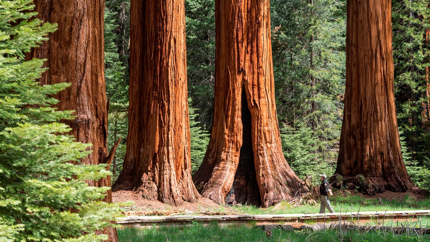 Hikers walking among giant sequoias in Sequoia National Park