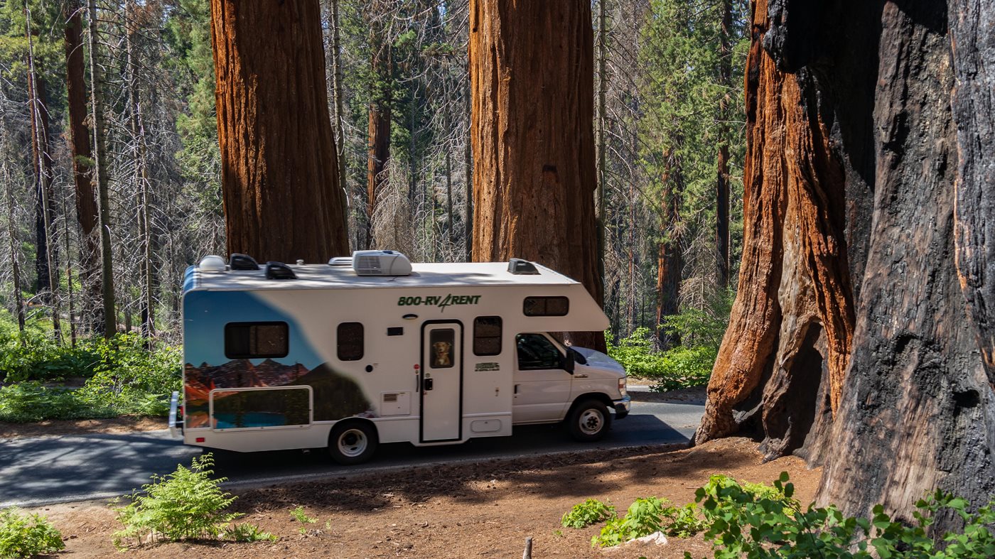 An RV driving through a road corridor lined with sequoias