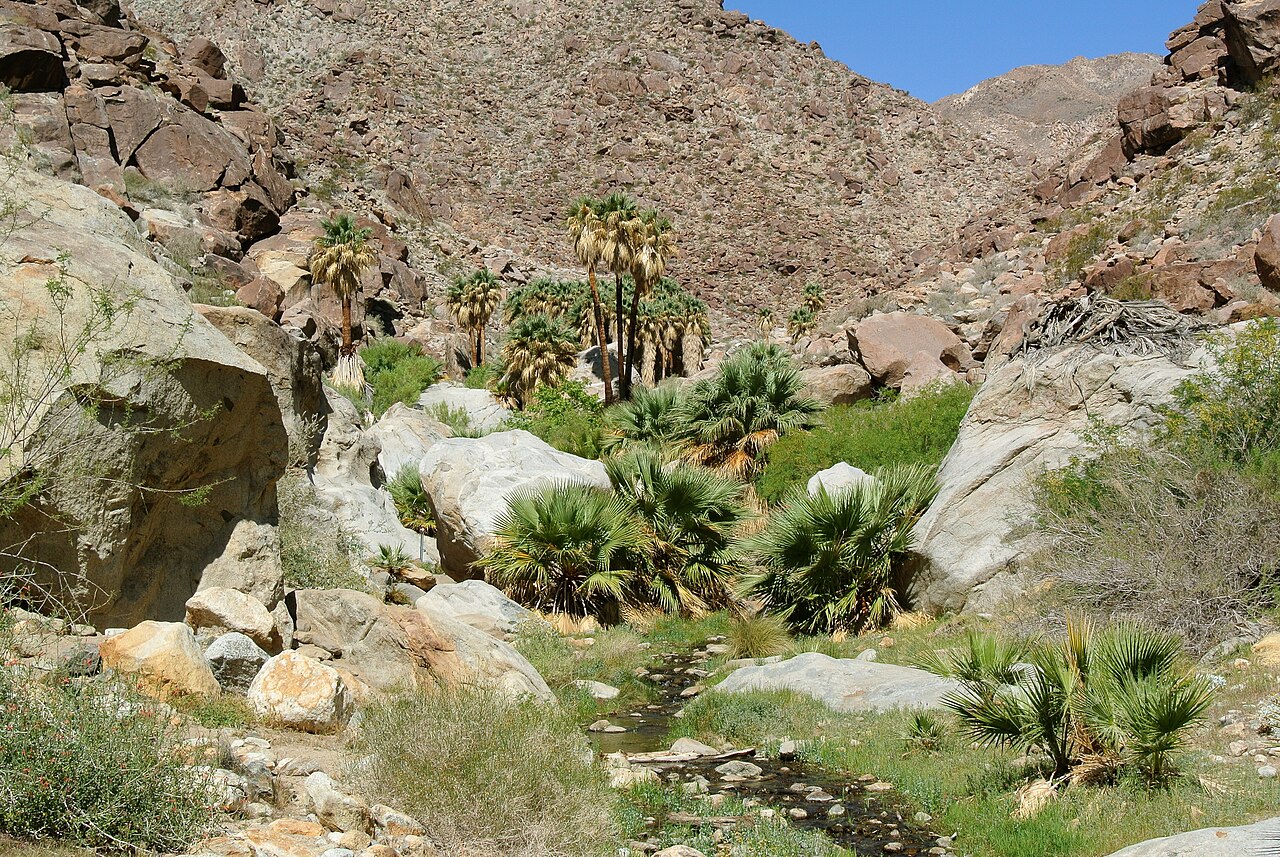 Native fan palms in Anza-Borrego Desert State Park