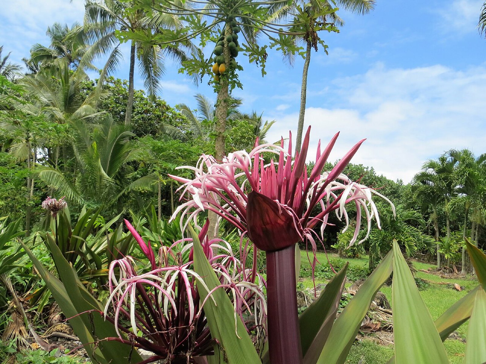 Coastal greenery and lava rock at Wai'anapanapa State Park on Maui, Hawaii