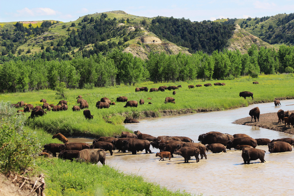 A bison standing in Theodore Roosevelt National Park prairie