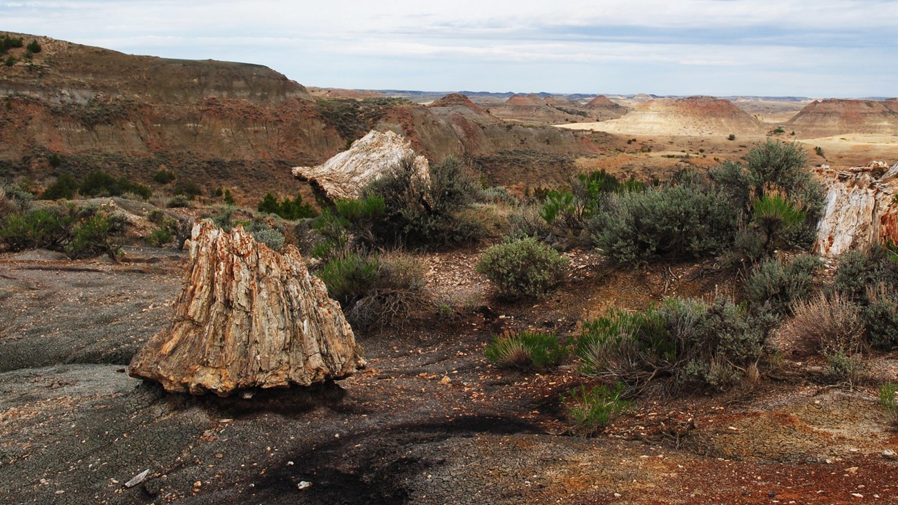 A petrified stump on the Petrified Forest route