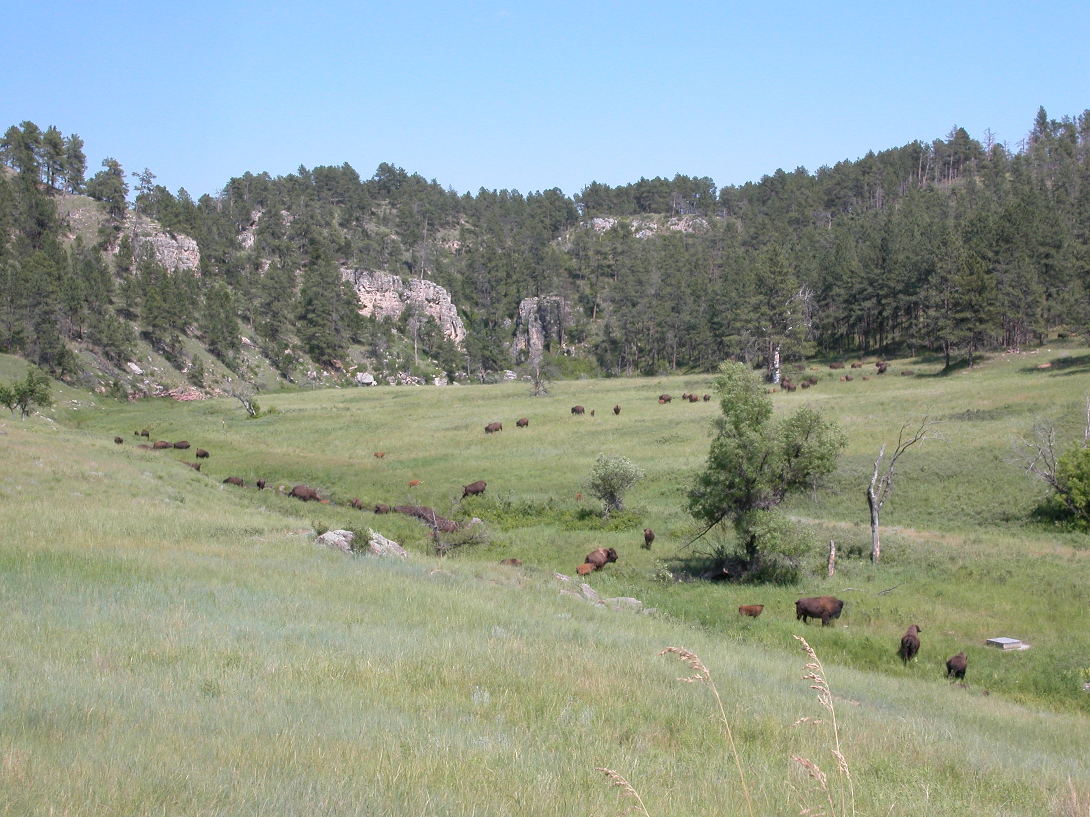 A herd of American bison grazing across the open mixed-grass prairie of Wind Cave National Park, South Dakota, with rolling grassland stretching to the horizon under a clear sky.