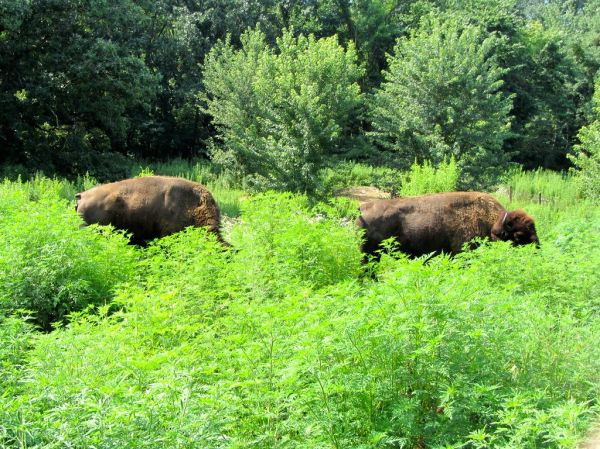 Buffalo Rock State Park