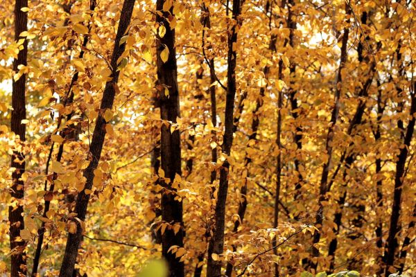 Big Creek State Park